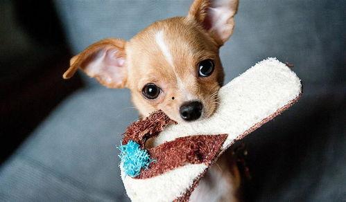 网红狗动物领养店名,打造宠物界的明星乐园