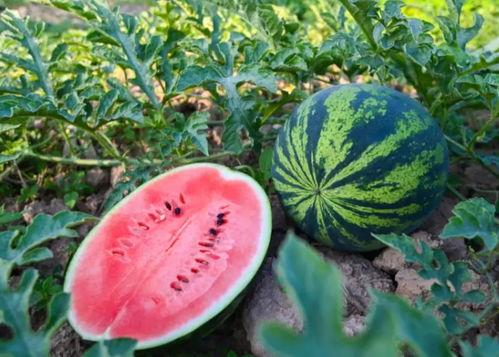 河南圆圆吃瓜,揭秘瓜农生活，品味田园风情