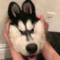 网红狗子奥特曼头像可爱,奥特曼狗子，治愈系头像萌动人心