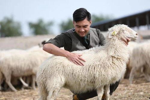 壹品滩羊网红直播,网红带你领略羊肉新食尚