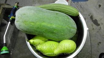 唐园 西昌吃瓜,夏日避暑胜地，尽享清凉吃瓜时光