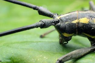 天牛哥最新爆料视频大全