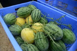 繁华网络吃瓜群,吃瓜群里的欢乐时光