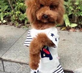 网红狗狗基地,萌宠乐园里的欢乐时光